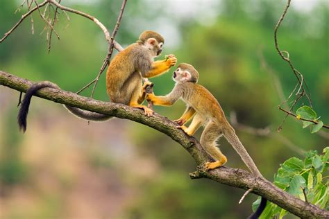 How Many Types of Monkeys Are There in the World? | Reader's Digest