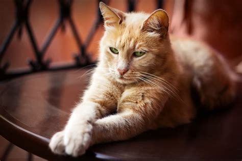 Miralax for Cats: Is it Safe? | Great Pet Care