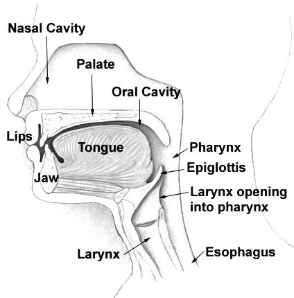 oesophagus - Wiktionary, the free dictionary