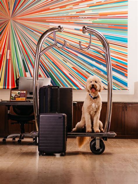 The 9 Most Pet-Friendly Hotels in the US - Brit + Co