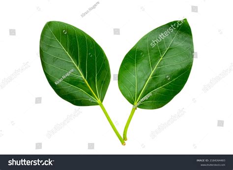 Banyan Tree Leaves Isolated On White Stock Photo 2184264483 | Shutterstock