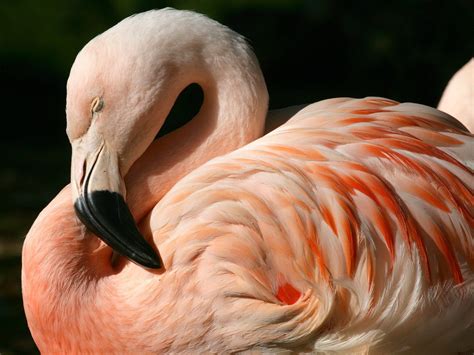 Pink Flamingo Wallpaper - WallpaperSafari