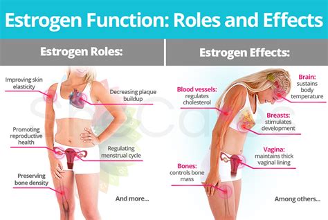 Estrogen Roles and Effects | SheCares