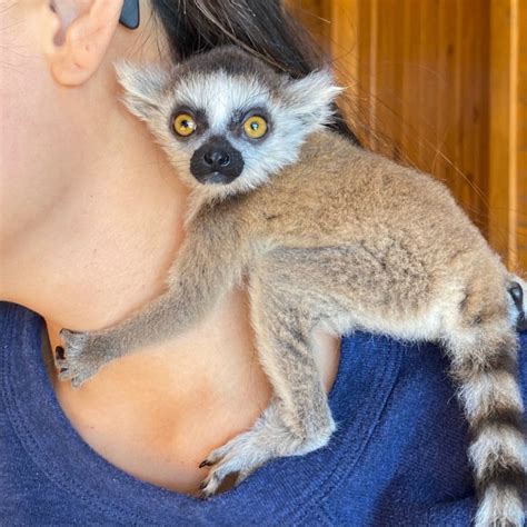 Ring-Tailed Lemurs for sale | Ring-Tailed Lemurs available to buy online