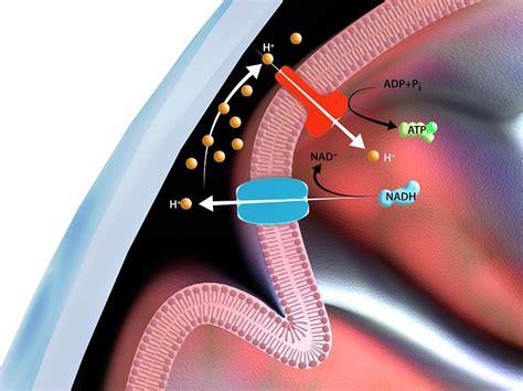 Mitochondrial Membrane Proteins Photograph by Gunilla Elam/science ...