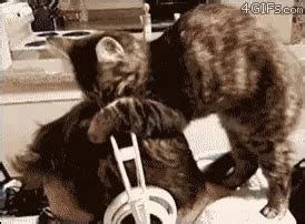 Cat Love Funny Animals GIF - CatLove FunnyAnimals Sweet - Discover ...