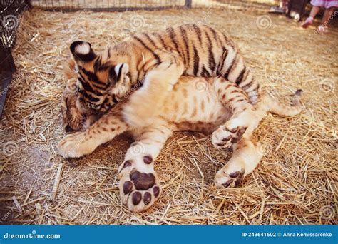 Cute Baby Tigers Playing in the Zoo Stock Photo - Image of tiger ...