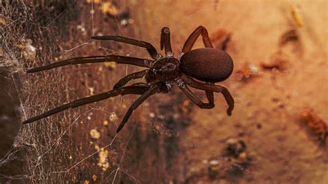 Southern House Spider - A-Z Animals