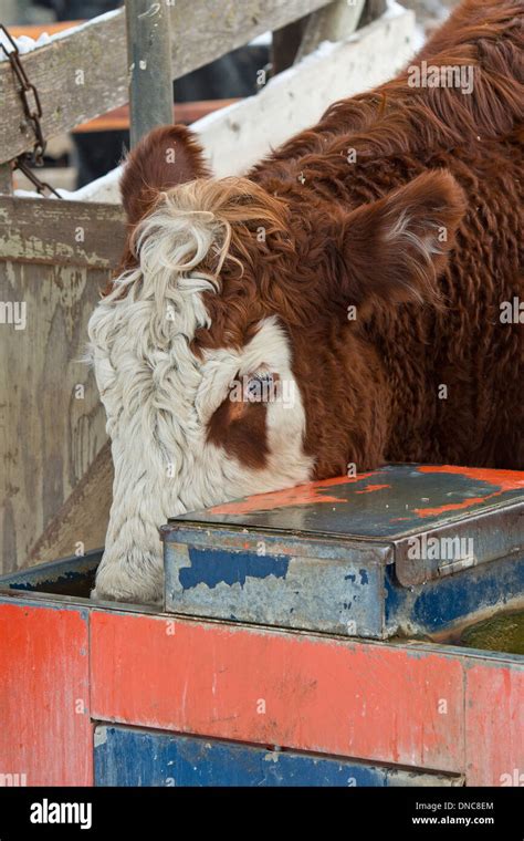 Hereford Beef Cattle Stock Photo - Alamy