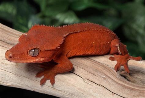 Crested Gecko Morph Guide | Wiki | Reptiles Amino