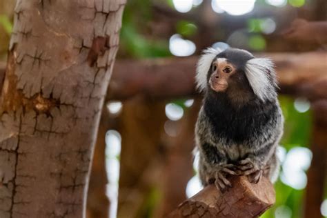 Facts about Marmosets • Marmoset Diets