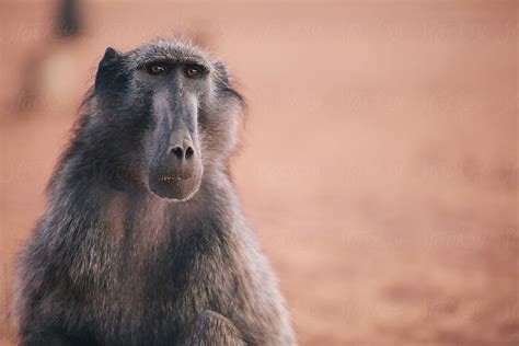 "Portrait Of A Chacma Baboon" by Stocksy Contributor "Juno" - Stocksy