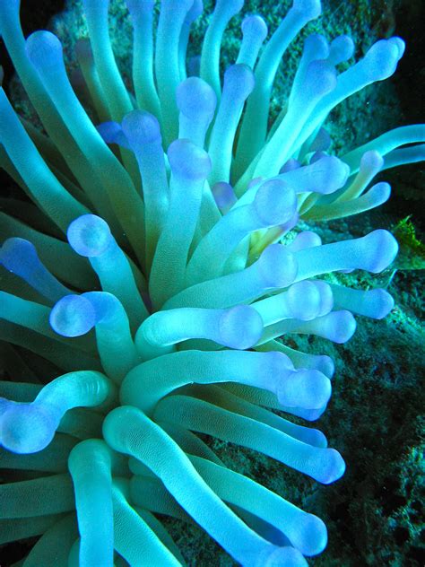 Cayman Brac, Blue Sea Anenome | Sea creatures, Ocean animals, Ocean life