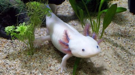 5 Axolotl Colors - Pet Haver