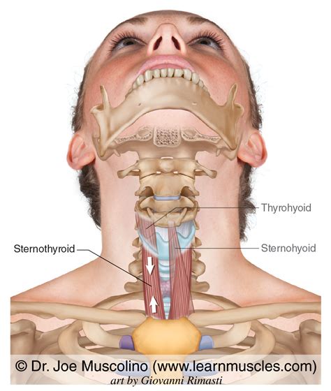 Sternothyroid - Learn Muscles