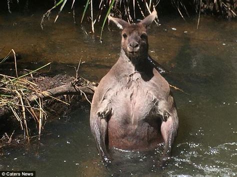 Huge kangaroo caught taking a bath in Perth river | Daily Mail Online