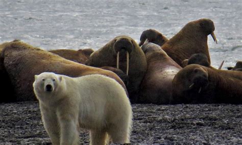 Polar Bear vs Walrus | Planet Earth | BBC Earth (VIDEO)