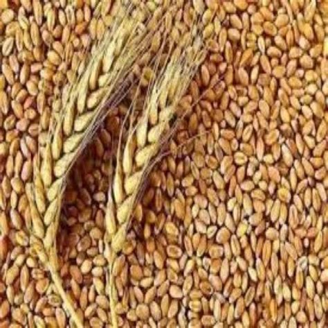 Hybrid Wheat Seeds at Rs 50/kg | Wheat Seeds in Anwari | ID: 2851863194555