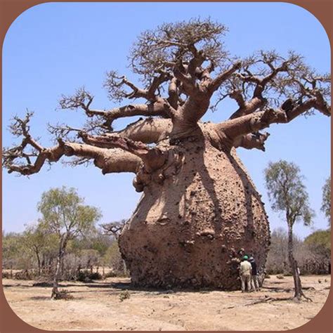 Baobab Tree - Africa , Madagascar , Australia More At FOSTERGINGER ...