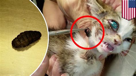 Cuterebra removal: vet surgically removes two huge fly larva from tiny ...