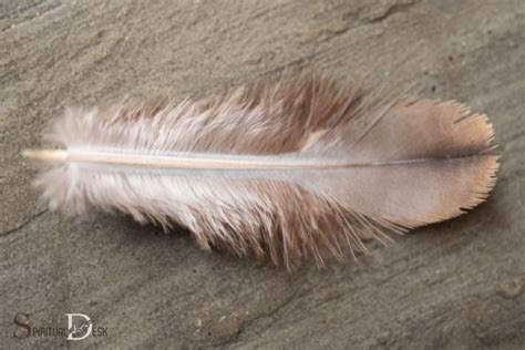 Dove Feather Spiritual Meaning: Peace, Love, Purity!