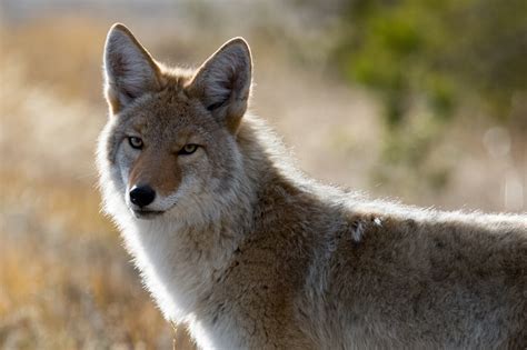 Coyote - Canis latrans - NatureWorks