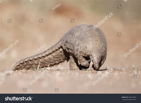 Pangolin Foraging Ants Stock Photo 380473804 | Shutterstock