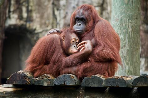 Why the Orangutan Is Endangered | Earth.Org