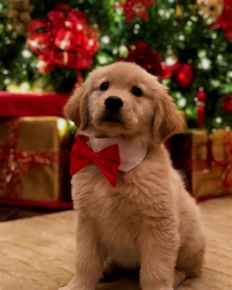 silly puppies #dog #animals | Golden retriever puppy christmas, Dog ...