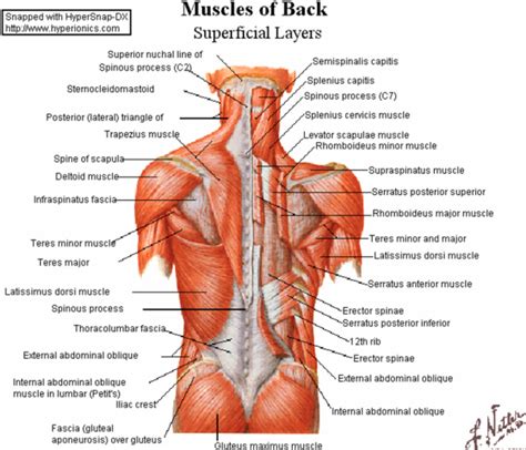 Exercise and Evolution: How The Bar Method Exercises Target Back ...