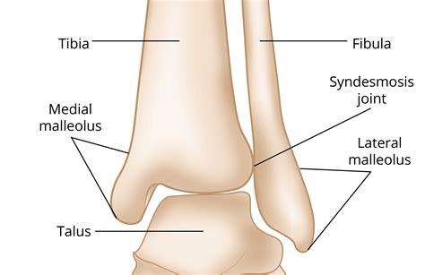 Medial Malleolus