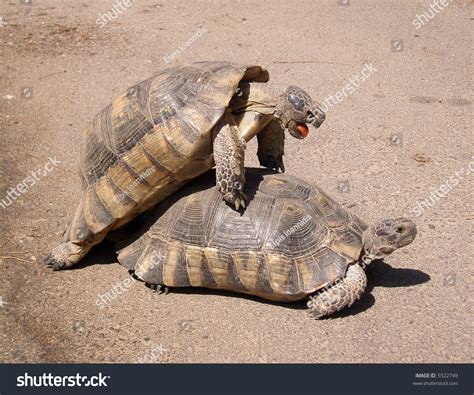 Turtles Mating Stock Photo 5522749 - Shutterstock