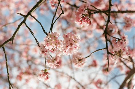 Cherry Blossom @ Alishan on Behance