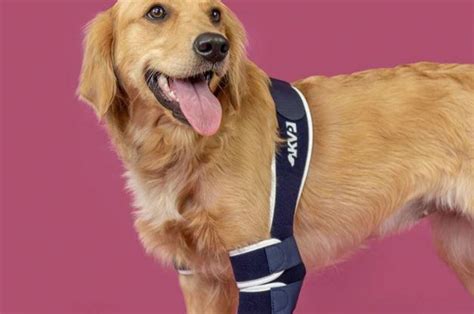 Dog Elbow Dysplasia & Injuries - Causes, Prevention and How to Help ...