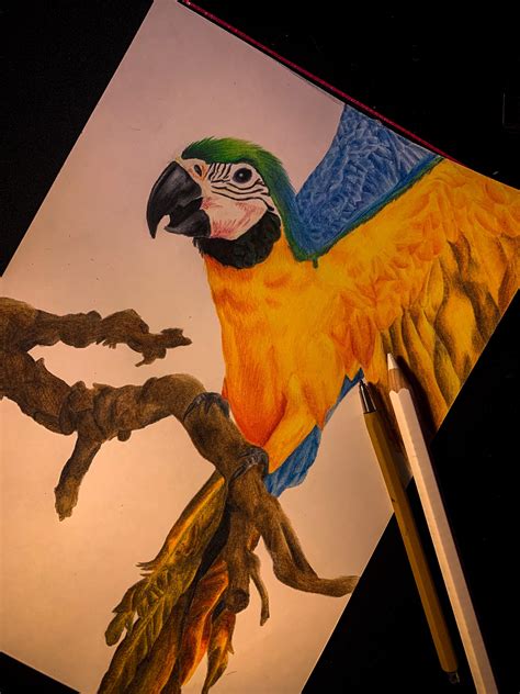 I tried to draw a realistic parrot. :D : r/drawing