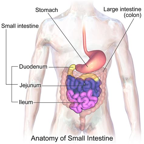 Small Intestine - Function, Anatomy, Location, Length and Diagram