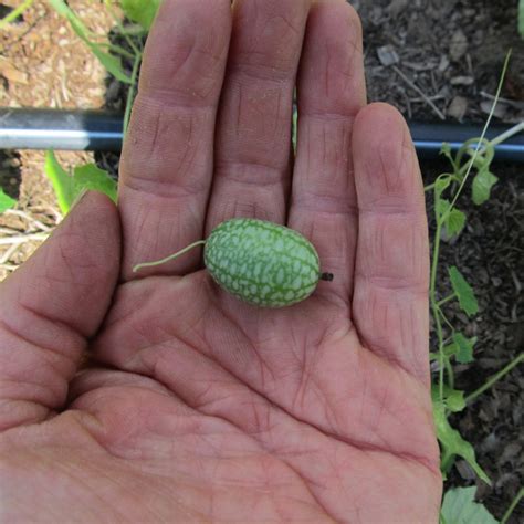 Mexican Sour Gherkin Organic Seeds – Hudson Valley Seed Company