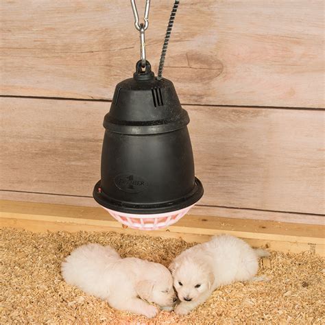 Are Heat Lamps Safe For Dogs