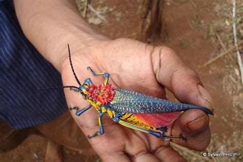 Rainbow milkweed locust | Milkweed, Insects, Beautiful bugs