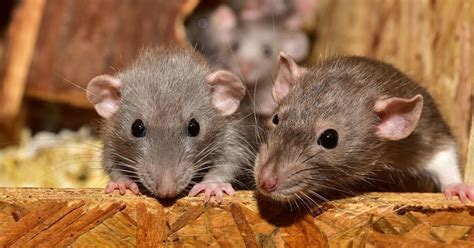 Rats as Pets - FOUR PAWS Australia - Animal Welfare Charity