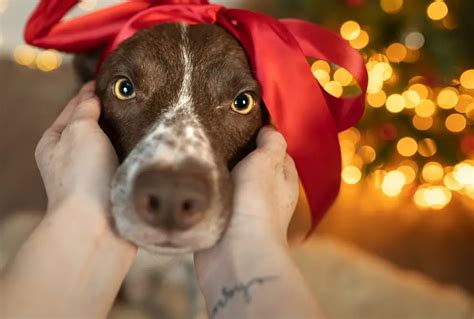 Dog Christmas Photoshoot Ideas - FotoProfy