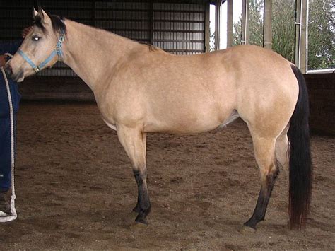 Buckskin Horse Images