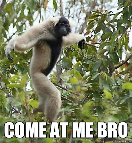 Gangsta Gibbon memes | quickmeme