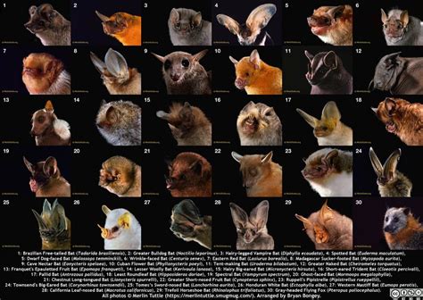 There are 1300+ species of bats. They represent over 20% of extant ...