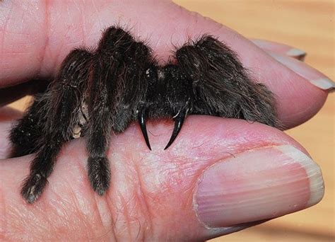 Tarantula Bite Wound