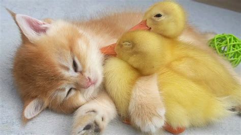 Ducklings want to sleep with the kitten - YouTube