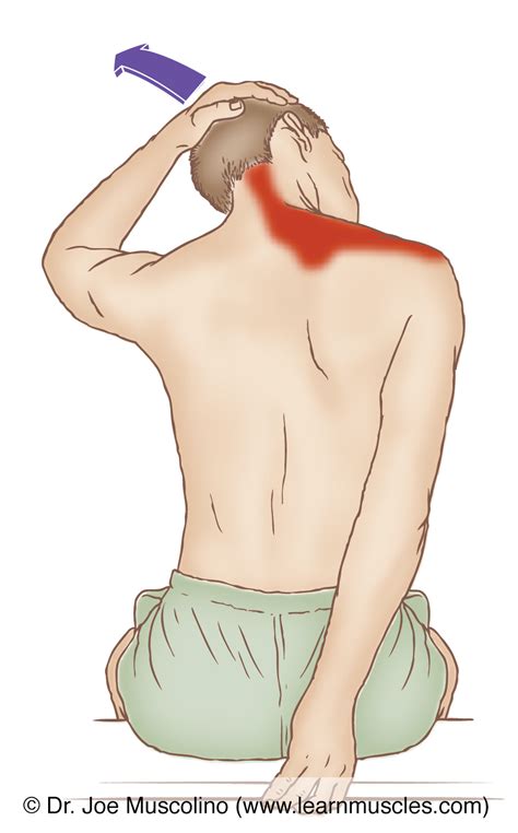 Upper Trapezius - Stretching - Learn Muscles