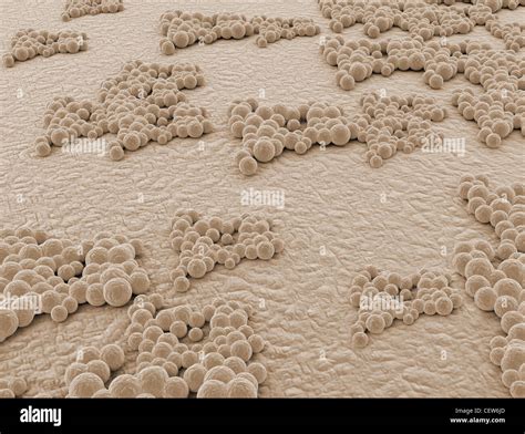 Human skin cells microscope hi-res stock photography and images - Alamy