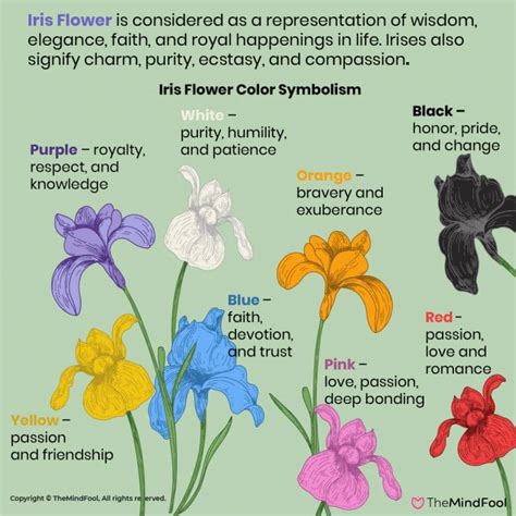 A Complete Guide to Iris Flower Meaning and Symbolism | TheMindFool