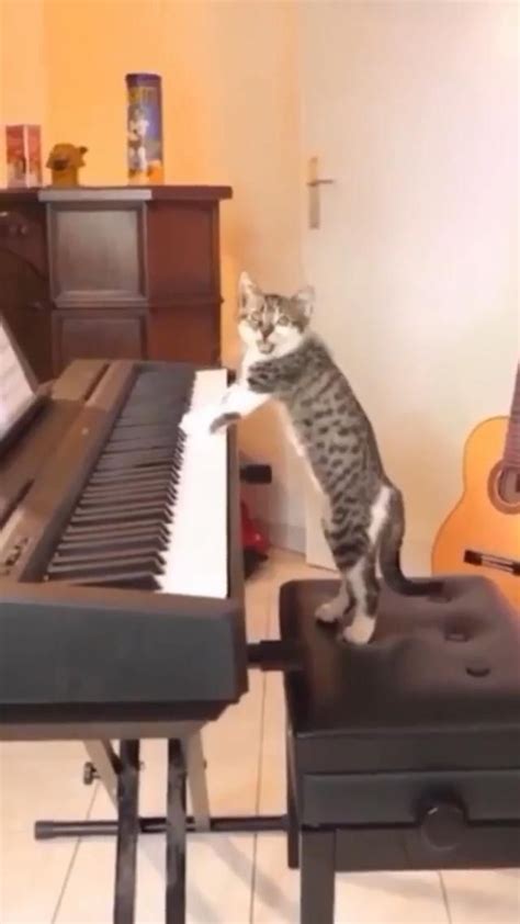 cat playing piano meme - Alfreda Rosen